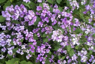 New Discovery Could Lead to Improved Eco-friendly Lubricants